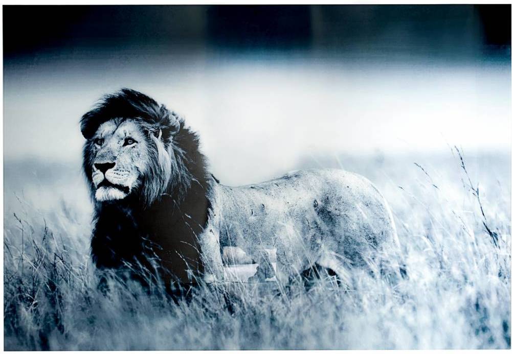 Obraz LION 140x95 cm