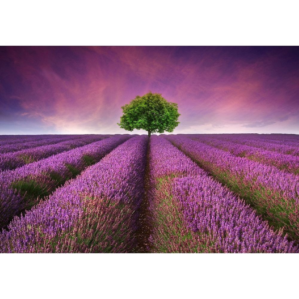 Vinylový koberec Lavender Field, 52x75 cm